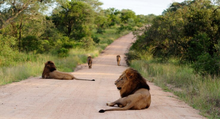 Gir Safari