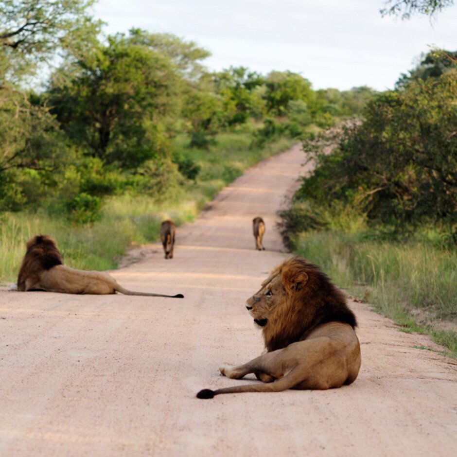 Jungle Safari Consultation